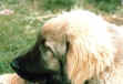 John-X2.jpg (31809 Byte)