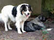 Kuhle gebuddelt....JPG (34879 Byte)