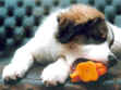 chakka-2.jpg (48202 Byte)